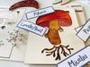 Anatomia ciupercii - puzzle montessori